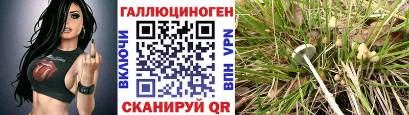 Купить  Киров  Галлюциногенные грибы GOLDEN TEACHER 